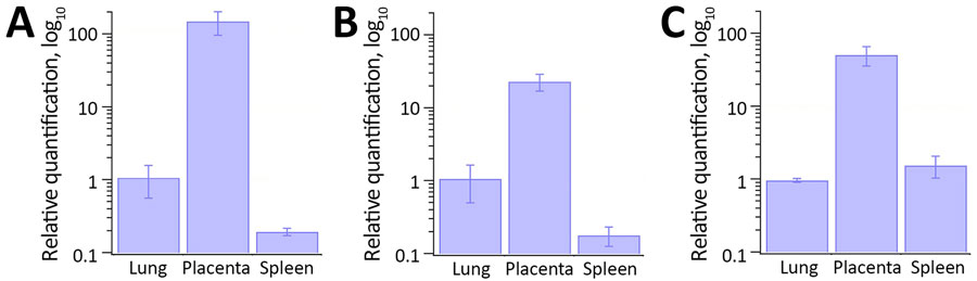 Relative quantification of chlamydial DNA from the maternal lungs, placenta, and spleen in study of 3 fatal gestational psittacosis cases caused by C. psittaci strains belonging to closely related multilocus sequence typing lineages, Japan, 2017–2024. Quantitative real-time PCR was performed targeting the 16S rRNA gene of the order Chlamydiales (n = 3). Relative quantification was performed using the 2−ΔΔCt method, normalizing chlamydial DNA levels to β actin as internal control and calculating the relative fold change in the placenta and spleen compared with the lungs. A) Case FO-01; B) case YO-02; C) case NO-03.