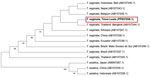 Phylogenetic analysis of the cox1 gene from a child with taeniasis in a study revealing molecular confirmation of autochthonous Taenia saginata infection, Timor-Leste, 2019. Phylogenetic tree of T. saginata and related taxa was based on partial mitochondrial cox1 gene sequences (458 bp). The evolutionary history was inferred by the neighbor-joining method with 1,000 bootstrap replicates; bootstrap values (>50%) are shown at branch nodes. Evolutionary distances computed using Kimura 2-parameter model. Analyses performed in MEGA 11 (https://www.megasoftware.net). The Timor-Leste isolate (GenBank PP837938.1, red box) clusters within the group A clade of T. saginata, distinct from T. asiatica (outgroup) and T. solium lineages. GenBank accession numbers are shown in parentheses.