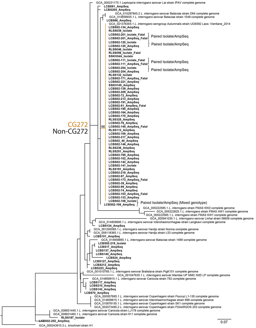 Phylogenetic analysis of Leptospira interrogans from AmpSeq (27) and isolate genome data, Thailand, 2015–2024. Maximum-likelihood phylogenetic tree was generated for high breadth of coverage AmpSeq samples (>25 loci amplified with >10× coverage) by using 59 variable sites across a 1,813-nt core genome of 57 L. interrogans AmpSeq samples, 13 L. interrogans isolates, and 21 publicly available L. interrogans reference genomes. The tree was rooted with L. kirschneri. Five isolate or AmpSeq pairs demonstrate the phylogenetic concordance between methods. A major clade corresponding to CG272 contained most of the clinical samples, including those from several patients with fatal cases, whereas the remaining samples fell into other non-CG272 lineages. A bootstrap value of 98 supports placement in the CG272 clade. CG272 and non-CG272 lineages are color-coded in gold and black. Bold font indicates sequences generated during this study. Scale bar represents nucleotide substitutions per site. AmpSeq, amplicon sequencing; CG272, clonal group 272.