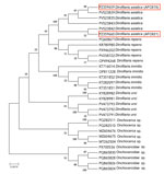 Maximum-likelihood phylogenetic tree generated in study of Dirofilaria asiatica infection and asymptomatic microfilaremia, Sri Lanka, 2025. Tree includes partial mitochondrial cox1 gene sequences from 2 D. asiatica isolates in this study (red boxes) and curated reference sequences representing D. asiatica, D. repens, D. immitis, and D. ursi; we included Onchocerca sp. and Onchocercidae sp. as non-Dirofilaria outgroups. We constructed the tree in MEGA version 11 (www.megasoftware.net) under the Kimura 2-parameter substitution model, selected as the best-fit model by Bayesian Information Criterion. Node support was assessed using 1,000 bootstrap replicates; numbers at nodes indicate bootstrap values >50%. GenBank accession numbers are provided. Scale bar represents nucleotide substitutions per site.