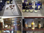 Presence of Cinchona in Loja, Ecuador, and Lima, Peru, and its use as powdered medicine. A) Herbarium file of Cinchona officinalis. Source: Museum and Cultural Center of Loja, Ecuador. B) Bottle labeled “quinine powder.” Source: Museum and Cultural Center of Loja, Ecuador. C) Pharmacy and medication preparation area. Source: Museum of the Barefoot, Franciscan Order, Lima, Peru. D) Bottle of quinine. Source: Museum of the Barefoot, Franciscan Order, Lima, Peru.