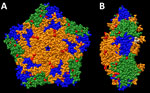 Structural models of the capsid pentamer of the newly identified A2 clade of enterovirus D68, from report on national surveillance of enterovirus upsurge, France, 2021–2024. On the basis of a consensus sequence of the newly identified A2 clade, we reconstructed pentameric capsid subunit using AlphaFold (https://alphafoldserver.com) and validated it by structural comparison with the crystal structure of the reference enterovirus D68 strain (structure 4WM8; RCSB Protein Data Bank, https://www.rcsb.org). A) Outer surface view. B) Side view. Structural models of the capsid pentamer are shown with proteins colored as follows: orange, viral protein (VP) 1; green, VP2; blue, VP3; white, VP4. Red indicates amino acid substitutions.