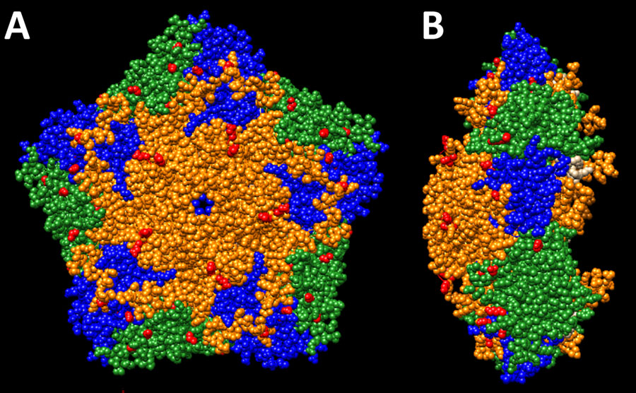 Structural models of the capsid pentamer of the newly identified A2 clade of enterovirus D68, from report on national surveillance of enterovirus upsurge, France, 2021–2024. On the basis of a consensus sequence of the newly identified A2 clade, we reconstructed pentameric capsid subunit using AlphaFold (https://alphafoldserver.com) and validated it by structural comparison with the crystal structure of the reference enterovirus D68 strain (structure 4WM8; RCSB Protein Data Bank, https://www.rcsb.org). A) Outer surface view. B) Side view. Structural models of the capsid pentamer are shown with proteins colored as follows: orange, viral protein (VP) 1; green, VP2; blue, VP3; white, VP4. Red indicates amino acid substitutions. 