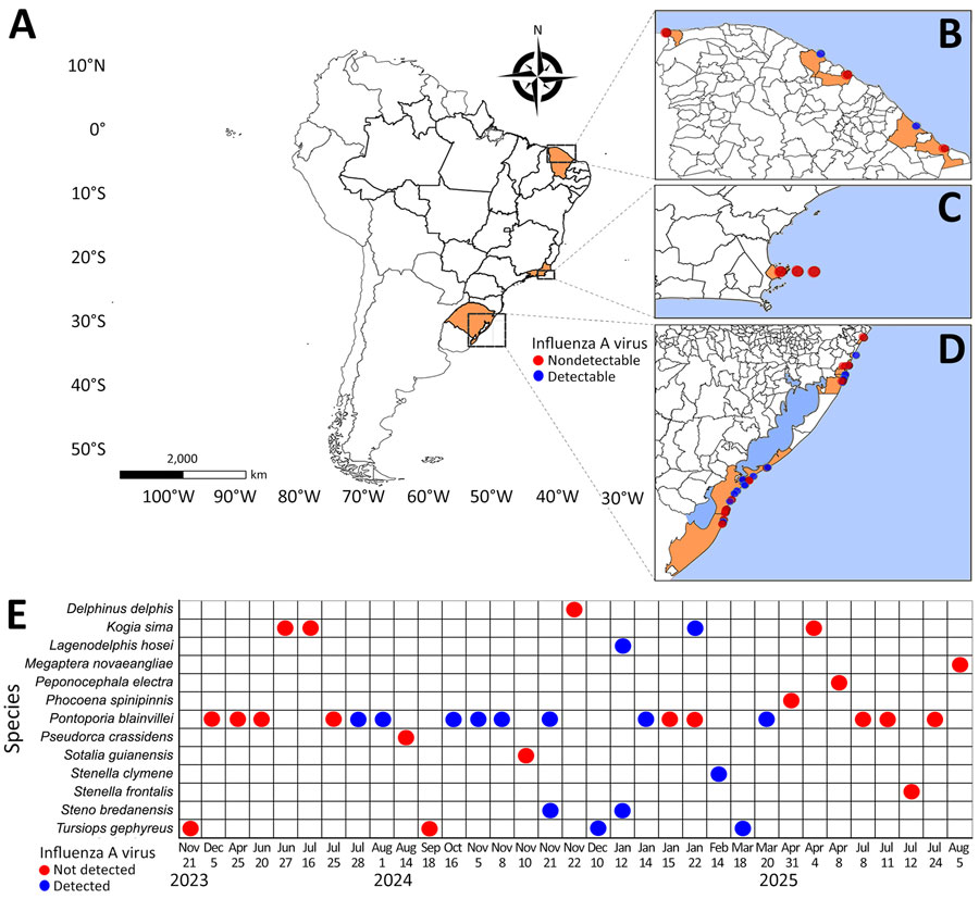 Temporal and spatial distribution of cetacean species collected along the coast of Brazil during a study of influenza A virus from November 2023–August 2025. A–D) Sampling locations along the coast of Brazil. Insets show sampling locations in the states of Rio Grande do Sul (B), Rio de Janeiro (C) , and Ceará (D). Each dot represents an analyzed sample from the cetacean. E) Temporal distribution of sampled cetaceans. Each point represents an individual animal; red points indicate detection of influenza A virus matrix gene RNA, and blue points indicate no detectable viral RNA.