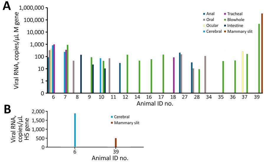 Influenza A viral RNA detected by quantitative reverse transcription PCR in stranded cetaceans from Brazil, November 2023–August 2025. A) Influenza A virus M gene RNA concentration (copies/µL) in positive animals by sample type. B) H5 subtype RNA concentrations (copies/µL) in cetaceans positive for H5 influenza A virus by sample type. ID, identification; M, matrix.