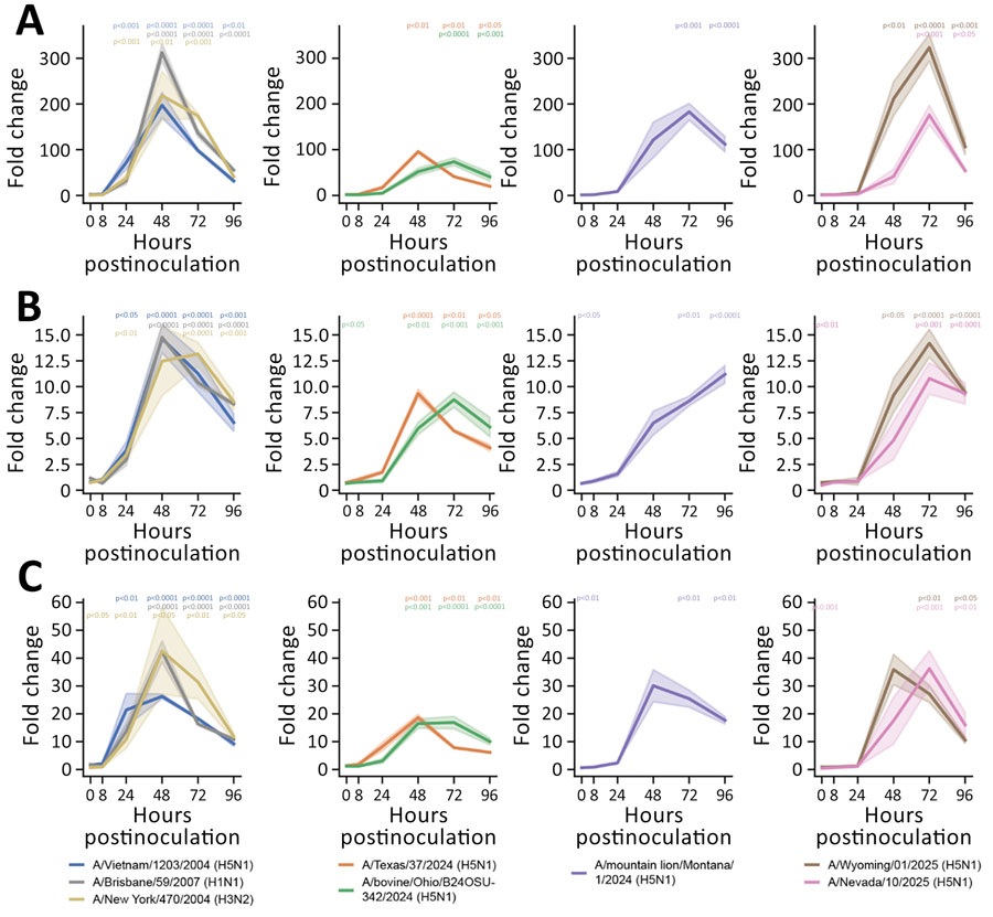 Induction of interferon-stimulated genes in human nasal epithelium infected with seasonal influenza A and highly pathogenic avian influenza (HPAI) A(H5N1) viruses in study of replication efficiency of contemporary HPAI H5N1 virus isolates in human nasal epithelium model. We inoculated Mattek EpiNasal cultures (https://www.mattek.com) with a multiplicity of infection of 0.1 50% tissue culture infectious dose per cell and extracted RNA from cells at 0, 8, 24, 48, 72, and 96 hours postinoculation. We ran quantitative reverse transcription PCR using primers (Integrated DNA Technologies, https://www.idtdna.com) to detect interferon-stimulated gene 15 (A), interferon-induced transmembrane protein 3 (B), and myxovirus resistance 1 (C) for historical and clade 2.3.4.4b highly pathogenic avian HPAI H5N1 genotype B3.13, B3.6, and D1.1 virus strains. Lines indicate median; shading indicates 95% CI. We normalized data to internal controls (ACTB and GAPDH) and calculated fold change relative to timepoint-matched mock-infected controls. Fold change is reported for 3 biologic replicates. We performed statistical analysis using 2-way analysis of variance with Dunnett posttest. p values are shown by asterisks in colors matching isolates: *p<0.05; **p<0.01; ***p<0.001; ****p<0.0001.
