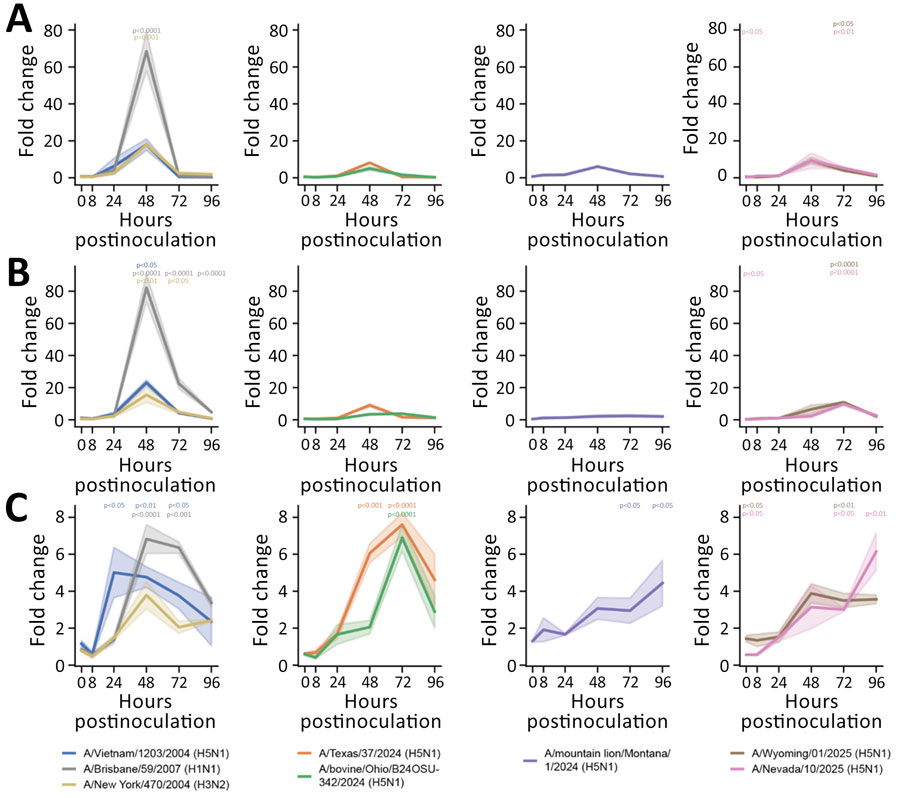 Induction of proinflammatory cytokines in human nasal epithelium infected with seasonal influenza A and highly pathogenic avian influenza (HPAI) A(H5N1) viruses in study of replication efficiency of contemporary HPAI H5N1 virus isolates in human nasal epithelium model. We inoculated Mattek EpiNasal cultures (https://www.mattek.com) with a multiplicity of infection of 0.1 50% tissue culture infectious dose per cell. RNA was extracted from cells at 0, 8, 24, 48, 72, and 96 hours postinoculation. We ran quantitative reverse transcription PCR using primers (Integrated DNA Technologies, https://www.idtdna.com) to detect interleukin 6 (A), tumor necrosis factor α (B), and interleukin 1β (C) for historical and clade 2.3.4.4b HPAI H5N1 genotype B3.13, B3.6, and D1.1 strains. Lines indicate medians; shading indicates 95% CIs. We normalized data to internal controls (ACTB and GAPDH) and calculated fold change relative to timepoint-matched mock-infected controls. Fold change is reported for 3 biologic replicates. We performed statistical analysis using 2-way analysis of variance with Dunnett posttest. p values are shown by asterisks in colors matching isolates: *p<0.05; **p<0.01; ***p<0.001; ****p<0.0001.