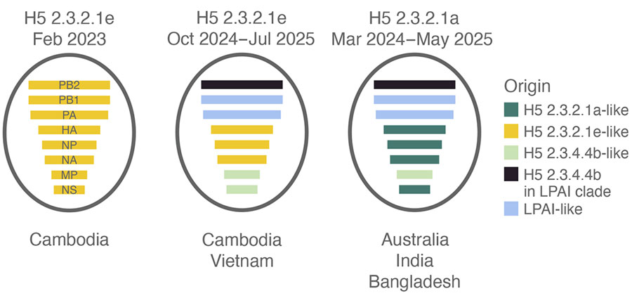 Simplified schematic of the segment constellations of identified human reassortant viruses in study of reassortment of highly pathogenic avian influenza as a driver for zoonotic spillover, Asia. Figure demonstrates the origin of each genomic segment (H5 clade 2.3.2.1a, 2.3.2.1e, 2.3.4.4b, LPAI, or H5 clade 2.3.4.4b within an LPAI clade 2.3.4.4b) by country of detection. Australia detection was in a person traveling to Australia from India. HA, hemagglutinin; LPAI, low pathogenicity avian influenza; MP, matrix protein; NA, neuraminidase; NP, nucleoprotein; NS, nonstructural; PA, polymerase acidic; PB, polymerase basic.