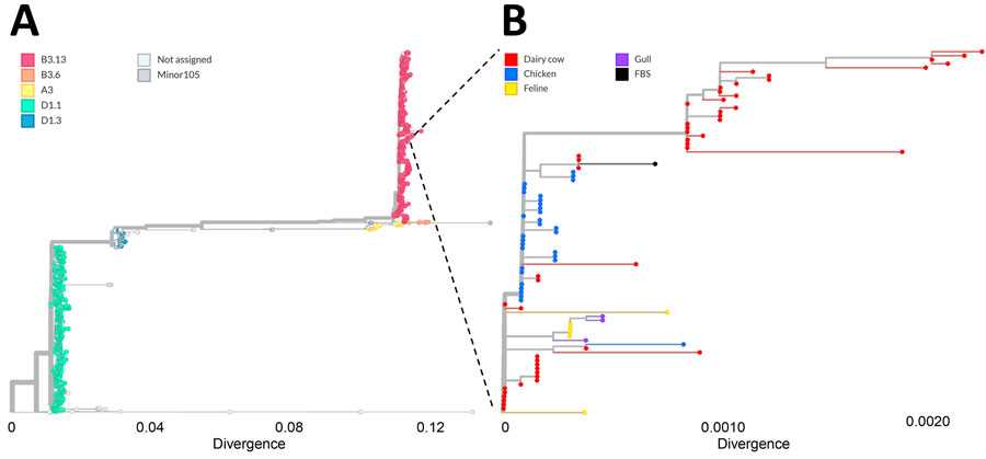 Phylogenetic analysis of complete genomes formed by concatenation of all gene segments, confirming highly pathogenic avian influenza A (H5N1) virus genotype B3.13 isolated from fetal bovine serum (FBS), United States, 2025. A) Tree showing broader phylogeny of H5N1 virus genotypes. B) Closer examination of the virus from FBS sample and closely related virus sequences. Dashed lines indicate the branch in the broader phylogenetic tree where the FBS virus sequence is located. Dataset consisted of 5,094 highly pathogenic avian influenza A(H5N1) virus genomes from samples collected during August 2024–January 2025 in North America, downloaded from the GISAID EpiFlu database (5). Maximum-likelihood phylogenetic inferred with an edge-linked partition model and 1,000 bootstrap replicates using IQ-TREE (6).