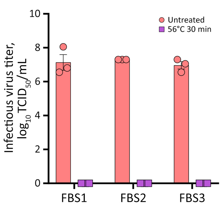 Heat inactivation of highly pathogenic avian influenza A virus subtype H5N1 in FBS, United States, 2025. FBS samples (1-mL aliquots) were spiked (107 TCID50/mL) with bovine highly pathogenic avian influenza A (H5N1) virus TX2/24 strain (clade 2.3.4.4b, genotype B3.13) and heat treated at 56°C for 30 minutes by using a water bath. Virus titers determined by endpoint dilutions in Cal-1 cells and expressed as TCID50/mL. Data represents observations (dots) from 3 independent experiments overlayed with the mean (horizontal line) +SEM (whiskers). FBS, fetal bovine serum; TCID50, 50% tissue culture infectious dose.