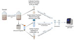 Schematic overview of wastewater processing in study of the utility of wastewater surveillance to track a resurgent outbreak of measles, Ontario, Canada, 2025. Sample processing and fractionation protocol were used to partition endogenous measles virus into solids, colloids, and supernatant fractions using Amicon Ultra 10K filters (Sigma Aldrich, https://www.sigmaaldrich.com) in wastewater collected from Leamington, Ontario, Canada.