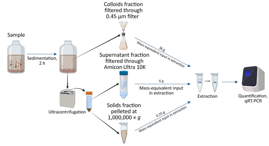 Schematic overview of wastewater processing in study of the utility of wastewater surveillance to track a resurgent outbreak of measles, Ontario, Canada, 2025. Sample processing and fractionation protocol were used to partition endogenous measles virus into solids, colloids, and supernatant fractions using Amicon Ultra 10K filters (Sigma Aldrich, https://www.sigmaaldrich.com) in wastewater collected from Leamington, Ontario, Canada.