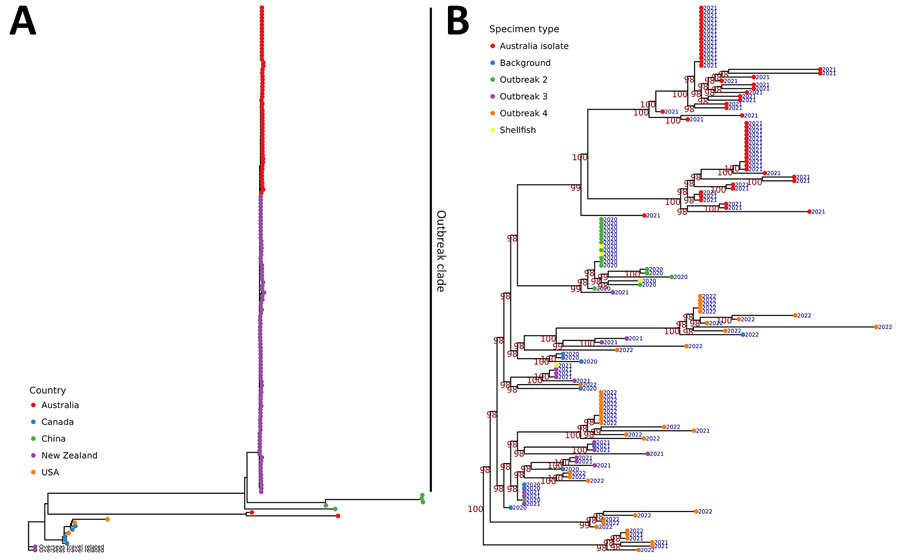 Maximum-likelihood phylogenetic tree of sequence type 50 isolates for study of emergent Vibrio parahaemolyticus gastroenteritis outbreaks, New Zealand, 2019–2022. Tree was constructed using core-genome single-nucleotide polymorphism alignment of all publicly available New Zealand and international V. parahaemolyticus sequence type 50 isolates detected during 1997–April 2022. The New Zealand sequence type 50 outbreak clade, which includes Australia isolates, is indicated. B) Magnification of the New Zealand V. parahaemolyticus sequence type 50 outbreak clade maximum likelihood phylogenetic tree, by specimen type and sample collection year. Bootstrap values calculated from 2,000 trees; only bootstrap values >70% are shown in red.