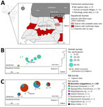 Study area of One Health surveillance for MARV in communities bordering Equatorial Guinea Marburg outbreak, Cameroon, 2023. A) Locations in Equatorial Guinea with confirmed and probable MVD cases during the outbreak (5) and study area in Cameroon (black box) with integrated surveillance sites (triangle, circle, and square icons). Inset map shows location of study area in Africa. B) Human survey villages; circle size indicates number of participants (n = 181 total participants). Stars indicate villages with MARV seropositive participants, defined as reactivity to >2 antigens (1.7%, n = 3 participants). C) Bat capture sites with species composition (n = 288 bats). Rousettus aegyptiacus bats, the MARV reservoir species, were most abundant (54.9%, n = 158 bats). We did not detect MARV RNA by using panfilovirus reverse transcription PCR of 589 bat samples. MARV, Marburg virus; MVD, Marburg virus disease.