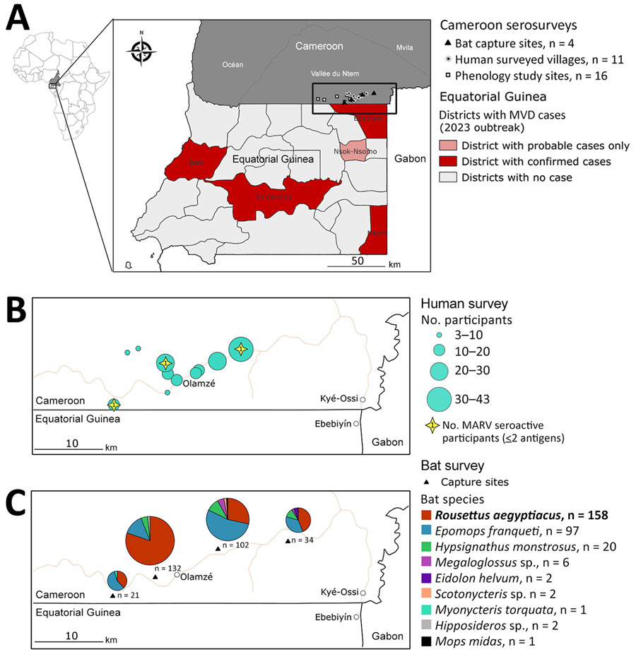 Study area of One Health surveillance for MARV in communities bordering Equatorial Guinea Marburg outbreak, Cameroon, 2023. A) Locations in Equatorial Guinea with confirmed and probable MVD cases during the outbreak (5) and study area in Cameroon (black box) with integrated surveillance sites (triangle, circle, and square icons). Inset map shows location of study area in Africa. B) Human survey villages; circle size indicates number of participants (n = 181 total participants). Stars indicate villages with MARV seropositive participants, defined as reactivity to >2 antigens (1.7%, n = 3 participants). C) Bat capture sites with species composition (n = 288 bats). Rousettus aegyptiacus bats, the MARV reservoir species, were most abundant (54.9%, n = 158 bats). We did not detect MARV RNA by using panfilovirus reverse transcription PCR of 589 bat samples. MARV, Marburg virus; MVD, Marburg virus disease.