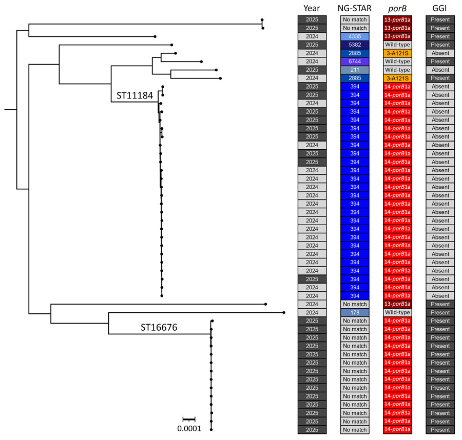 Midpoint-rooted phylogenetic tree constructed from an alignment of 1,626 core genes shared by 50 genomes of Neisseria gonorrhoeae isolates from study of outbreak of N. gonorrhoeae ST16676 among disseminated infections, Minnesota, USA, 2025. Annotations denote calendar year of specimen collection, N. gonorrhoeae sequence type by antimicrobial resistance (determined by using NG-STAR, https://ngstar.canada.ca), porB allele type, and presence of a GGI. Clades of genomes assigned to ST16676 and ST11184 are labeled on the tree. Scale bar represents substitutions per site. Figure was constructed using ITOL software (https://itol.embl.de). GGI, gonococcal genetic island; ST, sequence type.