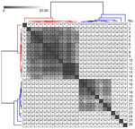 Reference-based pairwise single-nucleotide polymorphism (SNP) matrix of 26 Neisseria gonorrhoeae sequence type 16676 infections from study of outbreak of N. gonorrhoeae sequence type 16676 among disseminated infections, Minnesota, USA, 2025. Genomes numbered 1–14 (red) are from Minnesota disseminated gonococcal infection isolates in 2025. Genomes numbered 15–26 (blue) represent the other genomes grouped in the same National Center for Biotechnology Information Pathogen Detection cluster (PDS000214546.4.) in October 2025. SNP calls were clustered and displayed using Morpheus software (https://software.broadinstitute.org/morpheus). SNP calls <20 are highlighted in grayscale. Genome number 7 was used as an internal reference for calling SNPs with the Dryad version 3.0 pipeline (7).