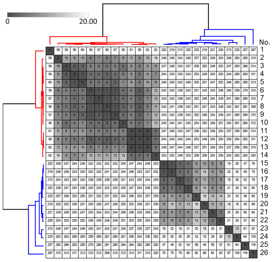 Reference-based pairwise single-nucleotide polymorphism (SNP) matrix of 26 Neisseria gonorrhoeae sequence type 16676 infections from study of outbreak of N. gonorrhoeae sequence type 16676 among disseminated infections, Minnesota, USA, 2025. Genomes numbered 1–14 (red) are from Minnesota disseminated gonococcal infection isolates in 2025. Genomes numbered 15–26 (blue) represent the other genomes grouped in the same National Center for Biotechnology Information Pathogen Detection cluster (PDS000214546.4.) in October 2025. SNP calls were clustered and displayed using Morpheus software (https://software.broadinstitute.org/morpheus). SNP calls <20 are highlighted in grayscale. Genome number 7 was used as an internal reference for calling SNPs with the Dryad version 3.0 pipeline (7).