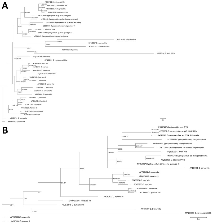 Phylogenetic trees inferred by using Bayesian analysis on the basis of partial nucleotide sequences of the gp60 gene of Cryptosporidium sp. OTUi (GenBank accession no. PX525565) obtained from a woman in Denmark who had traveled to Indonesia (bold text) in a study of the clinical, molecular, and zoonotic perspectives on human cases of Cryptosporidium OTUi. A) Analysis including reference sequences (n = 35) retrieved from GenBank. B) Because sequences from previous human cases in Australia (GenBank accession nos. KJ506837 and PX092402) were shorter, we used a reduced alignment, including relevant reference sequences (n = 23). For Bayesian analyses, substitution models were selected on the basis of the lowest Akaike information criterion score, using a general time reversible with invariable site plus discrete gamma model substitution. We performed Bayesian inference by using MrBayes v3.2.7 (13) with 5 million generations, 4 chains, and sampling every 1,000 generations. The first 25% of trees were discarded as burn-in. We assessed convergence was assessed by SD of split frequencies <0.01 and a potential scale reduction factor of 1.0. Posterior probabilities and bootstrap support values from maximum-likelihood and neighbor-joining analyses are shown to the right of the nodes. Scale bars indicate substitutions per site. 