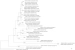 Phylogenetic tree inferred by partitioned Bayesian analysis on the basis of concatenated ssu and actin gene sequences of Cryptosporidium spp., including Cryptosporidium spp. OTUi identified from a woman in Denmark who had traveled to Indonesia (bold text) in a study of the clinical, molecular, and zoonotic perspectives on human cases of Cryptosporidium. GenBank accession numbers for ssu and actin sequences are provided. Alignments of ssu and actin were concatenated according to species identity and OTUi sample identity; only taxa with sequences available for both loci were included. For Bayesian analyses, substitution models were selected on the basis of the lowest Akaike information criterion score (general time reversible with invariable site plus discrete gamma model substitution for ssu and actin). Partitioned Bayesian inference was performed by using MrBayes v3.2.7 (13) with 10 million generations, 4 chains, and sampling every 1,000 generations; the first 25% of trees were discarded as burn-in. Convergence was confirmed by SD of split frequencies <0.01 and a potential scale reduction factor of 1.0. Posterior probabilities and bootstrap support values from maximum-likelihood analysis are shown to the right of the nodes. Scale bar indicates substitutions per site.