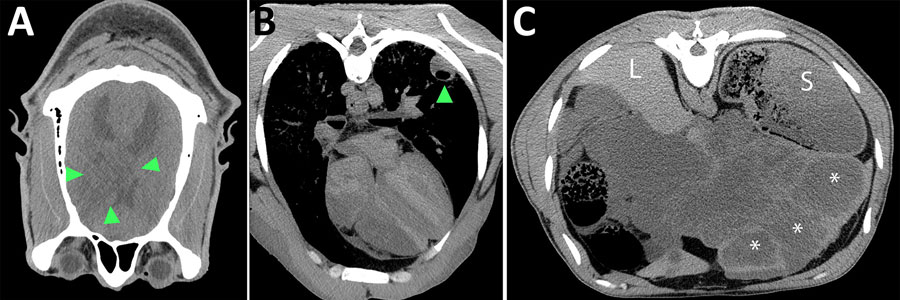 Postmortem computed tomography images in soft tissue window from a case of neurologic alveolar echinococcosis in postpartum zoo-housed gorilla, the Netherlands, 2024. A) Transverse view of the brain (anterior is bottom, right is left of image). Green arrows show space-occupying lesion within right hemisphere of cerebrum. B) Transverse view of the lung shows fluid- and gas-filled lesion within the left lung lobe (arrow). C) Transverse view of the liver shows multiple thick-walled, fluid-filled lesions (asterisks). L indicates normal liver tissue; S indicates stomach.