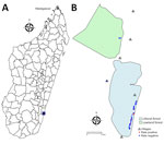 Geographic location of Manombo Special Reserve and spatial distribution of sampled rats in a study of Angiostrongylus cantonensis rat lungworm detection in rats in southeastern Madagascar, 2022–2023. A) Location of Manombo Special Reserve (black square). B) Locations of sampled rats; red dots indicate A. cantonensis–positive rats; blue dots indicate A. cantonensis–negative rats. Triangles indicate villages. .
