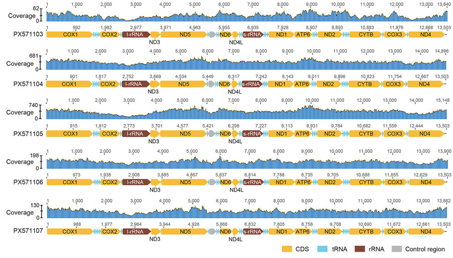 Mitochondrial genome organization and sequence coverage maps of Angiostrongylus cantonensis rat lungworm from black rat oral swab specimens in southeastern Madagascar, 2022–2023.