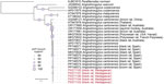 Whole-mitogenome maximum likelihood phylogenetic tree of complete sequences available for Angiostrongylus cantonensis rat lungworm and 3 related Angiostrongylus species along with the sequences identified in study of A. cantonensis lungworm detection in rats in Madagascar, 2022–2023. Red text indicates black rat oral swab specimens. GenBank accession numbers are indicated. For deposited sequences with available metadata, the host species and geolocation of the sample collected is included in parentheses. The tree was rooted with a representative mitogenome of Parafilaroides normani.