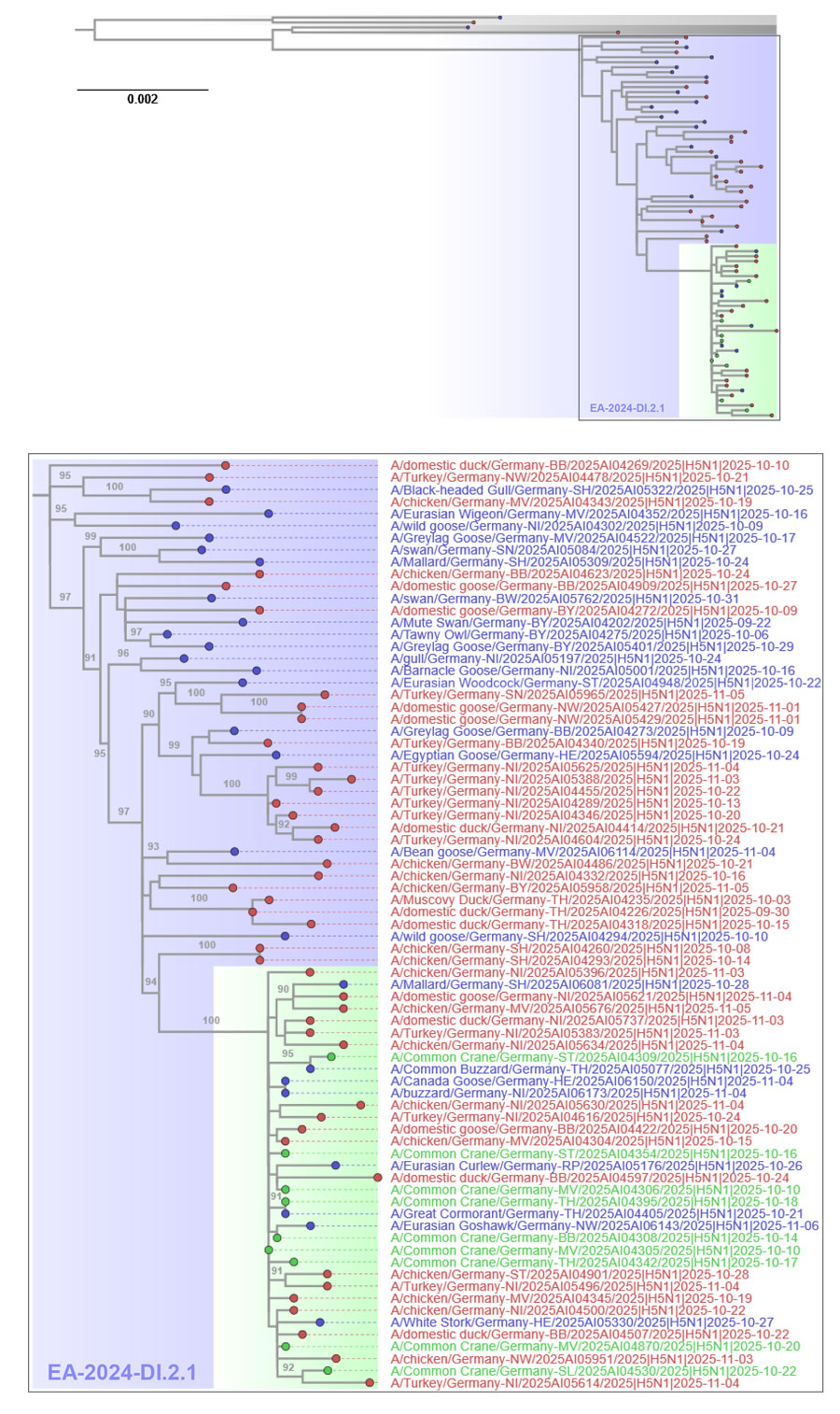 Maximum-likelihood tree based on whole-genome analyses from study of highly pathogenic avian influenza A(H5N1) clade 2.3.4.4b virus causing mass mortality in cranes, Germany, 2025. Tree at top depicts the H5N1 genotype EA-2024-DI.2.1 cluster (blue shading and text) comprising poultry (red tip) and wild bird cases (blue tip) from Germany. For comparison, recent exemplary sequences for previous dominating genotypes DI.2 and DI.1 appear (gray) above the tree. Scale bar indicates substitutions per site. In the expanded tree at bottom, gray numbers at the branches indicate bootstrap values >90%. Sequences from infected cranes (green tip) and their cluster (green shading) are highlighted. A list of virus sequences with relevant metadata is provided (Appendix 2).