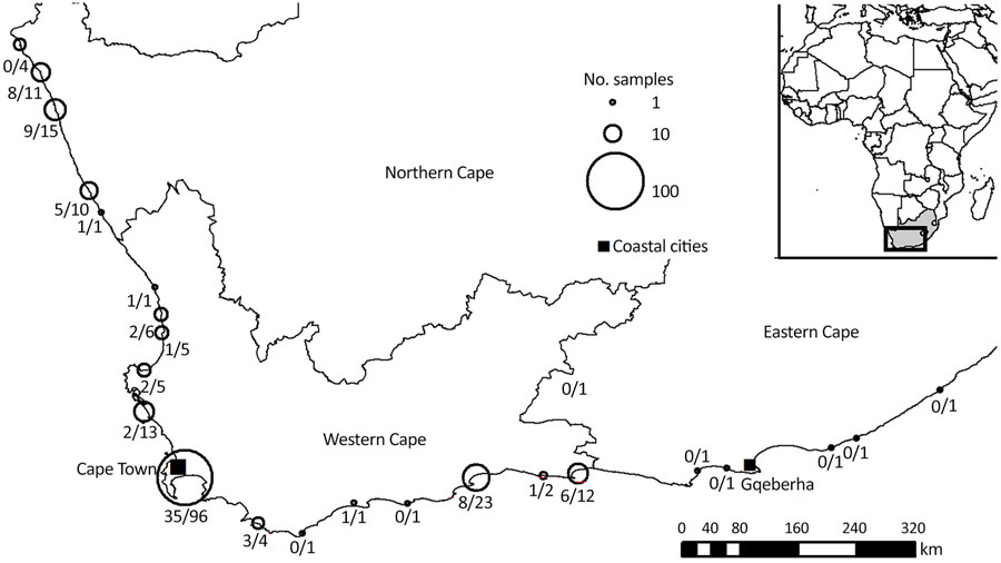 Sampling locations for study of emergence of rabies in Cape fur seals, South Africa. Numbers next to circles indicate no. positive/total no. samples. Inset map shows location of study area in Africa.