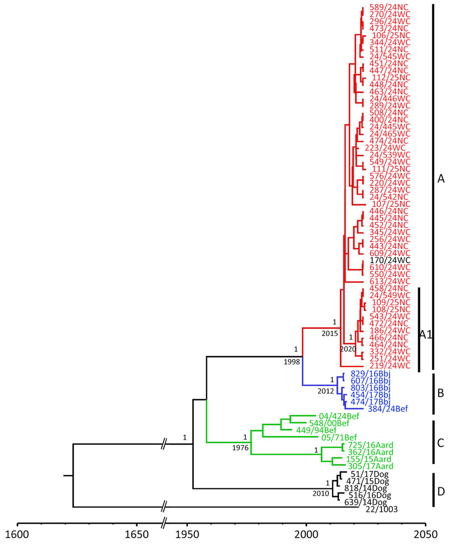 Timescale phylogenetic analysis for study of emergence of rabies in Cape fur seals, South Africa. Red font indicates sequences from Cape fur seals from this study, including retrospective samples; black text among seal samples indicates sample from a domestic dog (170/24WC) likely infected by contact with a seal. Green text indicates sequences from bat eared foxes (Bef) and aardwolves (Aard); blue text indicates sequences from black-backed jackals (Bbj) and one from bat eared fox; black text at bottom of tree indicates sequences from domestic dogs retrieved from GenBank. 