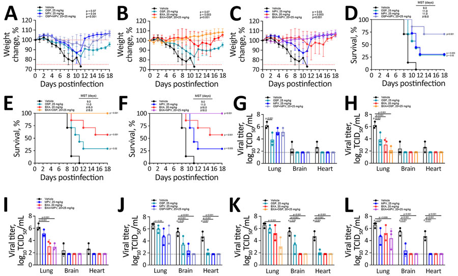 Therapeutic efficacy of baloxavir-based combinations and monotherapies for treating influenza A(H5N1) clade 2.3.4.4b virus infection in mice. Drug names and doses are provided in the keys (e.g., BXA+MPV 20+25 mg/kg indicates BXA/MPV at a dose of 20/25 mg/kg). A–C) Body weight change (mean +SD; n = 7/group) through 18 days postinfection: vehicle, MPV 25 mg/kg, OSP 25 mg/kg, and OSP/MPV 25/25 mg/kg (A); vehicle, OSP 25 mg/kg, BXA 20 mg/kg, and BXA/OSP 20/25 mg/kg (B); vehicle, MPV 25 mg/kg, BXA 20 mg/kg, and BXA/MPV 20/25 mg/kg (C). Dots indicate mean; bars indicate 95% CI; red dotted lines indicate humane endpoint thresholds. D–F) Kaplan–Meier survival (n = 7/group) corresponding to panels A–C; MST values shown in each panel. G–I) Viral titers in lung, brain, and heart at 4 days postinfection (n = 3/group). J–L) Viral titers at 6 dpi (n = 3/group). Bars show group means with individual animals overlaid; dashed line denotes assay limit of detection (1.801 log10 TCID50/mL). BXA, baloxavir acid; MPV, molnupiravir; MST, median survival time; OSP, oseltamivir phosphate; SD, standard deviation; TCID50, 50% tissue culture infectious dose.