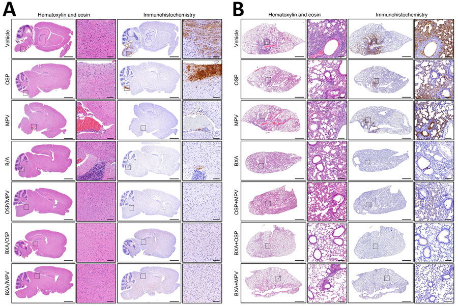 Lung and brain histopathology and influenza A nucleoprotein immunoreactivity at 6 dpi after monotherapy or combination therapy in a study of treating influenza A(H5N1) clade 2.3.4.4b virus infection in mice. A) Brain sections; B) lung sections. Sections from vehicle, OSP, MPV, BXA, OSP/MPV, BXA/OSP, and BXA/MPV groups. For each group, representative hematoxylin and eosin images (left) and immunohistochemistry for influenza A nucleoprotein (right; 3,3′-diaminobenzidine with hematoxylin counterstain) are shown as whole-section views with corresponding higher-magnification insets (boxed regions). Scale bars indicate 1.25 mm for whole-section views; and 100 μm for higher-magnification insets. BXA, baloxavir acid; MPV, molnupiravir; OSP, oseltamivir phosphate.