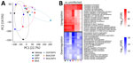 Brain transcriptomic responses in comparison of baloxavir-based combinations and monotherapies for treating influenza A(H5N1) clade 2.3.4.4b virus infection in mice. Response at 6 days postinfection show treatment-associated separation and attenuation of infection-associated pathway perturbations under combination therapy. RNA sequencing performed on brain harvested at 6 days postinfection from same experimental groups as Figure 1 (n = 3/group). A) Principal component analysis of transcriptomic profiles for brain; each point represents an individual mouse, and ellipses denote within-group dispersion. Percent variance explained by PC1 and PC2 indicated on axes. B) Pathway enrichment results comparing each infected treatment group versus uninfected controls for brain, displayed as heatmaps for representative upregulated and downregulated biologic pathways. Color intensity represents −log10 (false discovery rate) for enriched terms. BXA, baloxavir acid; FDR, false discovery rate; MPV, molnupiravir; OSP, oseltamivir phosphate.