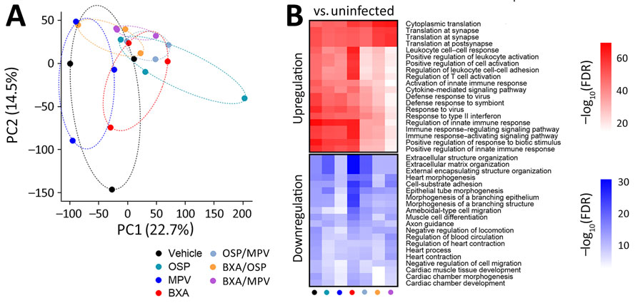 Brain transcriptomic responses in comparison of baloxavir-based combinations and monotherapies for treating influenza A(H5N1) clade 2.3.4.4b virus infection in mice. Response at 6 days postinfection show treatment-associated separation and attenuation of infection-associated pathway perturbations under combination therapy. RNA sequencing performed on brain harvested at 6 days postinfection from same experimental groups as Figure 1 (n = 3/group). A) Principal component analysis of transcriptomic profiles for brain; each point represents an individual mouse, and ellipses denote within-group dispersion. Percent variance explained by PC1 and PC2 indicated on axes. B) Pathway enrichment results comparing each infected treatment group versus uninfected controls for brain, displayed as heatmaps for representative upregulated and downregulated biologic pathways. Color intensity represents −log10 (false discovery rate) for enriched terms. BXA, baloxavir acid; FDR, false discovery rate; MPV, molnupiravir; OSP, oseltamivir phosphate.