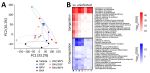 Lung transcriptomic responses at 6 days postinfection in comparison of baloxavir-based combinations and monotherapies for treating influenza A(H5N1) clade 2.3.4.4b virus infection in mice. Responses show treatment-associated separation and attenuation of infection-associated pathway perturbations under combination therapy. RNA sequencing performed on lung harvested at 6 days postinfection from the same experimental groups as Figure 1 (n = 3/group). A) Principal component analysis of transcriptomic profiles for lung; each point represents an individual mouse, and ellipses denote within-group dispersion. Percent variance explained by PC1 and PC2 indicated on axes. B) Pathway enrichment results comparing each infected treatment group versus uninfected controls for lung, displayed as heatmaps for representative upregulated and downregulated biologic pathways. Color intensity represents −log10 (false discovery rate) for enriched terms. BXA, baloxavir acid; FDR, false discovery rate; MPV, molnupiravir; OSP, oseltamivir phosphate.