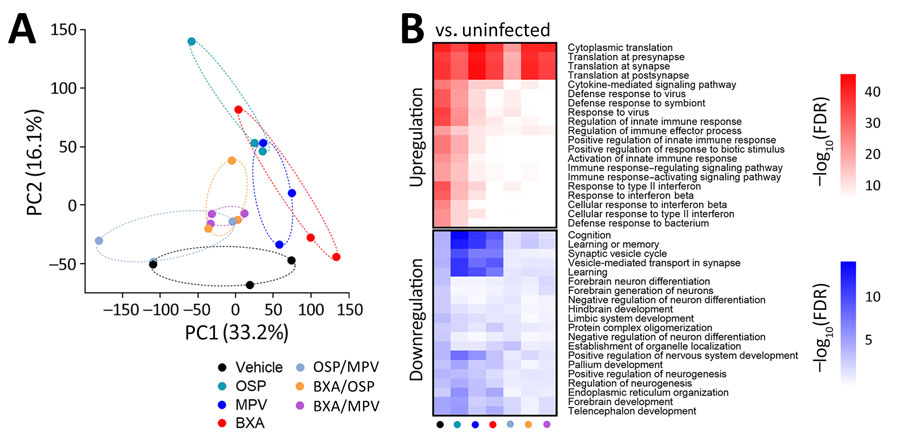 Lung transcriptomic responses at 6 days postinfection in comparison of baloxavir-based combinations and monotherapies for treating influenza A(H5N1) clade 2.3.4.4b virus infection in mice. Responses show treatment-associated separation and attenuation of infection-associated pathway perturbations under combination therapy. RNA sequencing performed on lung harvested at 6 days postinfection from the same experimental groups as Figure 1 (n = 3/group). A) Principal component analysis of transcriptomic profiles for lung; each point represents an individual mouse, and ellipses denote within-group dispersion. Percent variance explained by PC1 and PC2 indicated on axes. B) Pathway enrichment results comparing each infected treatment group versus uninfected controls for lung, displayed as heatmaps for representative upregulated and downregulated biologic pathways. Color intensity represents −log10 (false discovery rate) for enriched terms. BXA, baloxavir acid; FDR, false discovery rate; MPV, molnupiravir; OSP, oseltamivir phosphate.