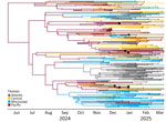 Maximum clade credibility tree of highly pathogenic avian influenza A(H5N1) clade 2.3.4.4b genotype D1.1 virus across flyway regions, North America, fall 2024. Branch colors represent the flyways with the highest posterior probability. The tree represents genotype among avian hosts from 300 taxa (excluding Galliformes) collected during October 2024–March 2025.
