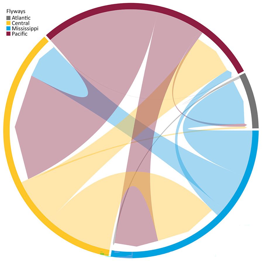 Chord diagram of highly pathogenic avian influenza A(H5N1) clade 2.3.4.4b genotype D1.1 virus across flyway regions, North America, fall 2024. The diagram shows the magnitude of transitions between flyway regions on the basis of the recorded Markov jumps from the posterior distribution of phylodynamic trees. The diagram represents sequences from 300 taxa collected during October 2024–March 2025.