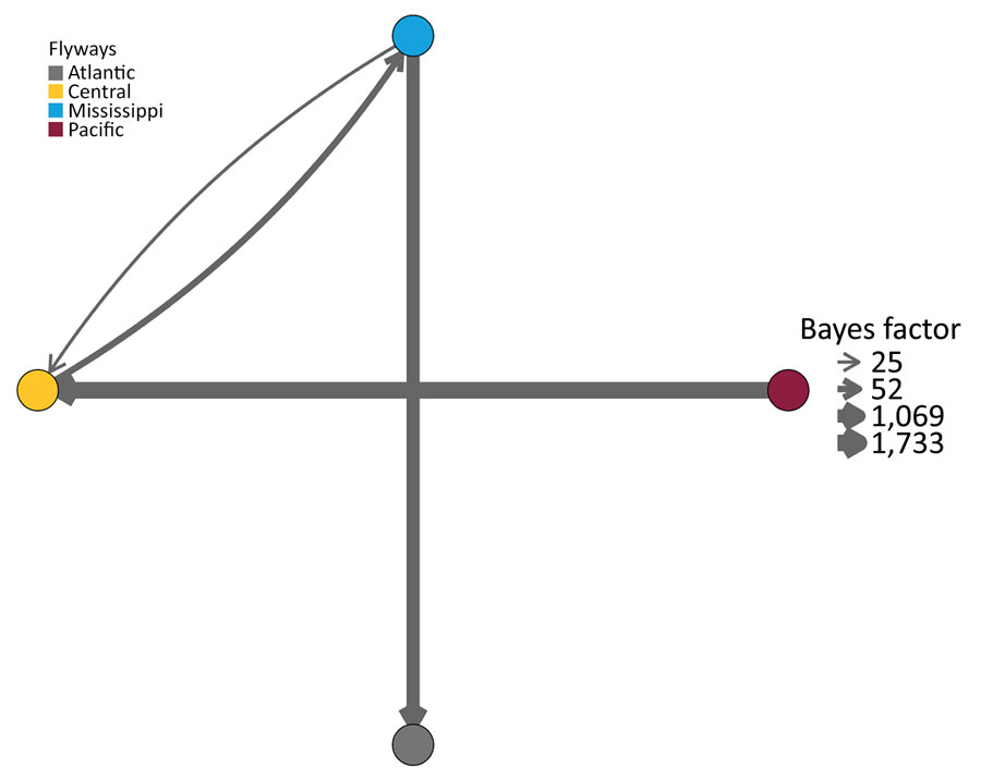 Most parsimonious pairwise transmission routes from a study of expansion of highly pathogenic avian influenza A(H5N1) clade 2.3.4.4b genotype D1.1 virus across flyway regions, North America, fall 2024. Pairs were indicated by Bayes factor results from SpreaD3 (27). Routes with a Bayes factor >3 and posterior probability >0.90 are shown. A thicker arrow indicates greater Bayes factor; node colors represent each discrete flyway. The analysis leveraged sequences from 300 taxa collected during October 2024–March 2025.