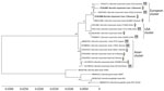 Phylogenetic analysis of 2 cases of Borrelia miyamotoi disease, Slovenia, 2025. Analysis was based on the 16S rRNA gene. We aligned consensus sequences (1,241-bp-long 16S rRNA sequences) using MAFFT version 7.490 (https://mafft.cbrc.jp/alignment/software) with a global alignment >1,000 iterations. We constructed the phylogenetic tree based on the multiple sequence alignment using IQ-TREE 2 version 2.2.0 (http://www.iqtree.org) with automatic model selection for tree inference and ultrafast bootstrapping with 1,000 iterations. Bold text indicates study sequences (GenBank accession nos. PZ362887 and PZ362888). We selected reference sequences to represent the European, Asian, and US B. miyamotoi clusters. We used B. burgdorferi (GenBank accession nos. NC_001318.1, NR_044732.2), B. afzelii (GenBank accession no. NR_104748.1) and B. garinii (GenBank accession no. NR_043413.1) as the outgroups. Numbers at nodes indicate bootstrap values. Scale bar indicates substitutions per site.