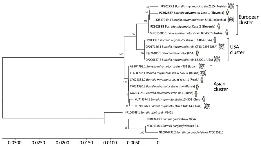 Phylogenetic analysis of 2 cases of Borrelia miyamotoi disease, Slovenia, 2025. Analysis was based on the 16S rRNA gene. We aligned consensus sequences (1,241-bp-long 16S rRNA sequences) using MAFFT version 7.490 (https://mafft.cbrc.jp/alignment/software) with a global alignment >1,000 iterations. We constructed the phylogenetic tree based on the multiple sequence alignment using IQ-TREE 2 version 2.2.0 (http://www.iqtree.org) with automatic model selection for tree inference and ultrafast bootstrapping with 1,000 iterations. Bold text indicates study sequences (GenBank accession nos. PZ362887 and PZ362888). We selected reference sequences to represent the European, Asian, and US B. miyamotoi clusters. We used B. burgdorferi (GenBank accession nos. NC_001318.1, NR_044732.2), B. afzelii (GenBank accession no. NR_104748.1) and B. garinii (GenBank accession no. NR_043413.1) as the outgroups. Numbers at nodes indicate bootstrap values. Scale bar indicates substitutions per site.