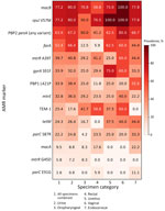 Prevalence of AMR markers in study of AMR patterns in extragenital Neisseria gonorrhoeae infections, US military medical centers, 2022–2024. Heatmap shows percent of encounters in which each genotypic marker was detected. Columns indicate specimen categories and rows indicate AMR markers. Values represent percentage positive within each category; color scale reflects prevalence. Detection reflects genotypic presence and does not imply phenotypic resistance. Categories with results <10 should be interpreted cautiously. AMR, antimicrobial resistance.