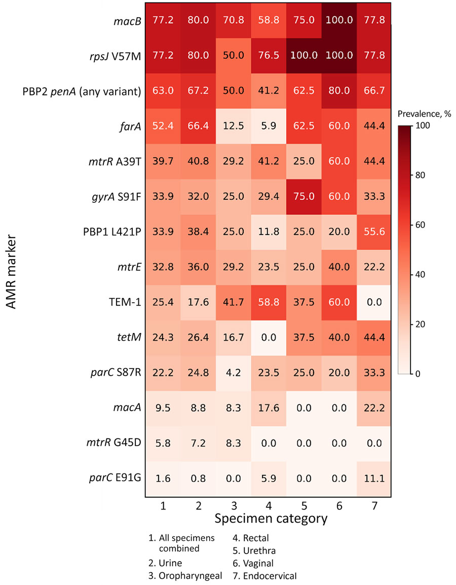 Prevalence of AMR markers in study of AMR patterns in extragenital Neisseria gonorrhoeae infections, US military medical centers, 2022–2024. Heatmap shows percent of encounters in which each genotypic marker was detected. Columns indicate specimen categories and rows indicate AMR markers. Values represent percentage positive within each category; color scale reflects prevalence. Detection reflects genotypic presence and does not imply phenotypic resistance. Categories with results <10 should be interpreted cautiously. AMR, antimicrobial resistance.
