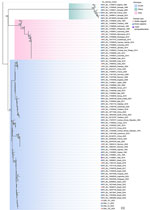 Molecular phylogenetic analysis of chikungunya virus from outbreak in Matanzas Province, Cuba, 2025. We obtained all available chikungunya virus sequences from GISAID, then filtered the sequences to ensure dataset and genetic diversity. We inferred evolutionary history by maximum-likelihood method by using the Tamura-Nei model (6). We applied the neighbor-joining method to a matrix of estimated pairwise distances to obtain initial trees and used a discrete gamma distribution to model evolutionary rate differences among sites. We conducted evolutionary analyses in MEGA version 6 (7). Numbers at branches indicate the percentage of trees in which associated taxa clustered together. Scale bar indicates number of substitutions per site. DRC, Democratic Republic of the Congo; USA, United States.