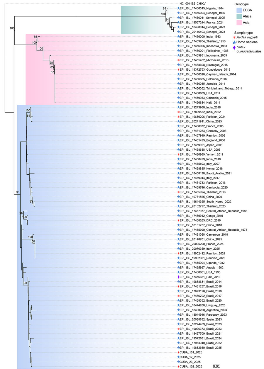 Molecular phylogenetic analysis of chikungunya virus from outbreak in Matanzas Province, Cuba, 2025. We obtained all available chikungunya virus sequences from GISAID, then filtered the sequences to ensure dataset and genetic diversity. We inferred evolutionary history by maximum-likelihood method by using the Tamura-Nei model (6). We applied the neighbor-joining method to a matrix of estimated pairwise distances to obtain initial trees and used a discrete gamma distribution to model evolutionary rate differences among sites. We conducted evolutionary analyses in MEGA version 6 (7). Numbers at branches indicate the percentage of trees in which associated taxa clustered together. Scale bar indicates number of substitutions per site. DRC, Democratic Republic of the Congo; USA, United States.