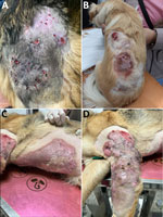 Representative cutaneous manifestations of canine pythiosis for a study of autochthonous canine pythiosis linked with freshwater exposure, Italy, 2021–2024. Lesions were characterized by chronic ulceration, nodules or plaques, draining tracts, and extensive proliferative to necrotizing cutaneous involvement. A) Extensive ulcerative and proliferative lesions involving the dorsal region. B) Ulcerative plaque affecting the dorsal thoracic region. C) Extensive ventral cutaneous involvement with ulcerative and proliferative lesions. D) Severe chronic ulcerative and exudative lesion affecting the left forelimb.