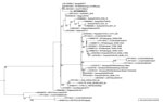 Maximum-likelihood phylogenetic tree based on complete genome sequences of ASFV genotype II from study of the variant in wild boar, Spain, 2025–2026. The analysis included 40 publicly available genomes retrieved from GenBank (accession numbers shown) and the consensus genome sequence SP25WB2611 from our study (bold; wild boar, Spain, 2025 case 1 and 2). We used IQ-TREE (http://www.iqtree.org) to infer the tree with the best-fitting nucleotide substitution model selected by ModelFinder (http://www.iqtree.org/ModelFinder) outside the variable regions. Branch support values are shown at nodes (10,000 ultrafast bootstrap replicates). Scale bar indicates nucleotide substitutions per site. ASFV, African swine fever virus.