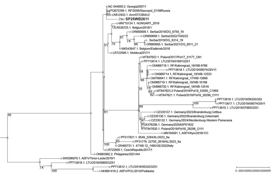 Maximum-likelihood phylogenetic tree based on complete genome sequences of ASFV genotype II from study of the variant in wild boar, Spain, 2025–2026. The analysis included 40 publicly available genomes retrieved from GenBank (accession numbers shown) and the consensus genome sequence SP25WB2611 from our study (bold; wild boar, Spain, 2025 case 1 and 2). We used IQ-TREE (http://www.iqtree.org) to infer the tree with the best-fitting nucleotide substitution model selected by ModelFinder (http://www.iqtree.org/ModelFinder) outside the variable regions. Branch support values are shown at nodes (10,000 ultrafast bootstrap replicates). Scale bar indicates nucleotide substitutions per site. ASFV, African swine fever virus.