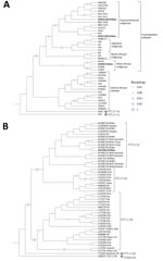 Phylogenetic tree of HTLV isolates in study of emergence of West African HTLV-1aC subgroup, Brazilian Amazon. A) HTLV-1 sequences obtained in this study (bold text) were analyzed with 38 reference sequences from GenBank. The Manaus isolates clustered within the Cosmopolitan subtype, including the Transcontinental subgroup (WDM1168_BrMao and WQC1199_BrMao) and the West African subgroup (SSS850_BrMao). B) The HTLV-2 sequence identified in Manaus (JDC1001_BrMao, bold text) was analyzed with 49 reference sequences from GenBank (accession numbers provided) and clustered within subtype HTLV-2c. Trees were inferred using the maximum-likelihood method under the Kimura 2-parameter substitution model. The best-scoring trees (log-likelihood −14,610.1 for panel A and −2,247.45 for panel B) were selected through heuristic searches initiated with neighbor-joining and maximum parsimony starting topologies. Branch support was assessed with 1,000 bootstrap replicates. HTLV, human T-lymphotropic virus.